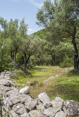 Stone wall around an olive grove