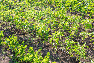 Sweet Pepper Crop With Irrigation System