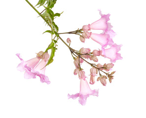 pink tekoma flowers