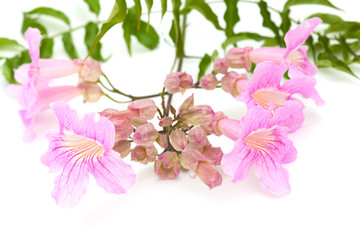 pink tekoma flowers
