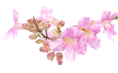 pink tekoma flowers