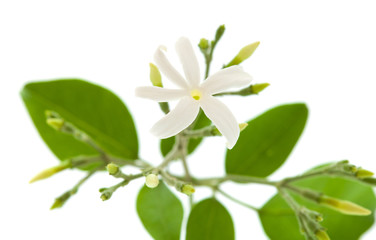 jasmine