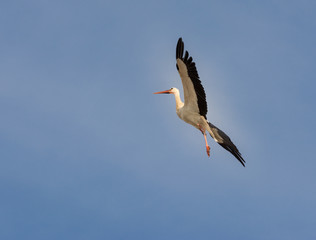 Fototapeta na wymiar Flying Stork