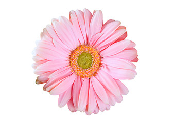pink gerbera flower on a white background