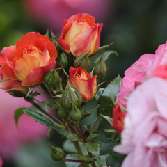 Obraz premium rosen 62