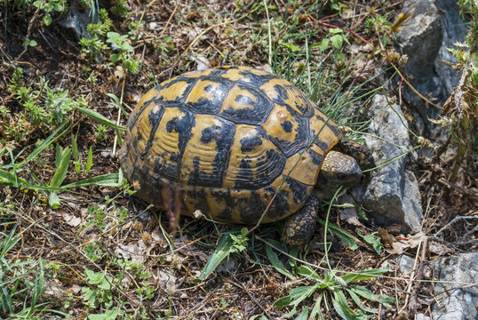 Greek tortoise - close-up