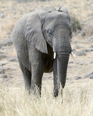 Obraz premium African Bush Elephant