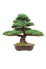 Japanse bonsai boom geïsoleerd pinus parviflora
