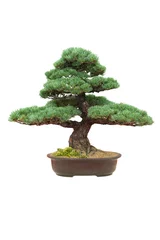 Abwaschbare Fototapete Bonsai japanischer bonsaibaum isoliert pinus parviflora