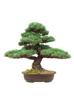 japanese bonsai tree isolated pinus parviflora