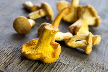 frische Pfifferlinge