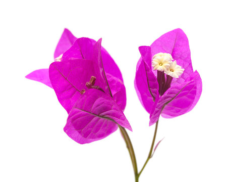 Bougainvillea