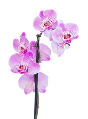 Fototapeta na wymiar pink orchid branch close up