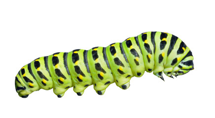 Сaterpillar of swallowtail 7