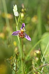 Obraz premium Bienen-Ragwurz (Ophrys apifera)