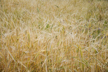 wheat field as a background