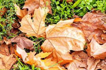 leaves in the park