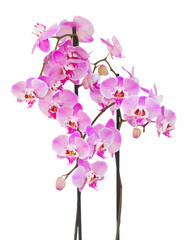 Fototapeta na wymiar pink orchid branch