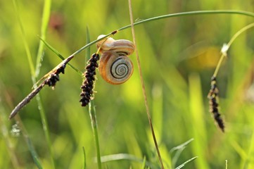 Zwei Heideschnecken an Blaugrüner Segge (Carex flacca)