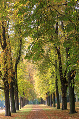 Fototapeta premium wald