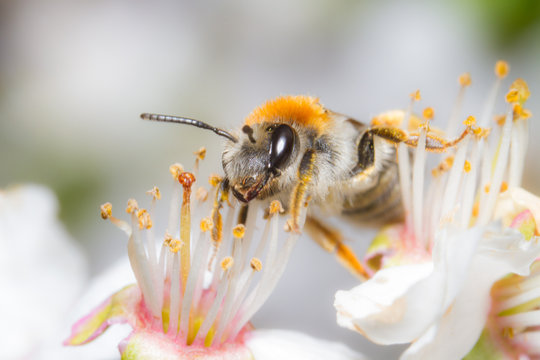 Biene auf Blüte im Sommer