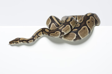 Königspython im Studio