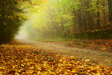 Obraz premium Forest autumn landscape