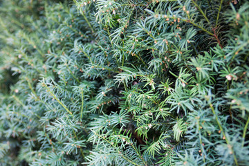 Evergreen juniper branches