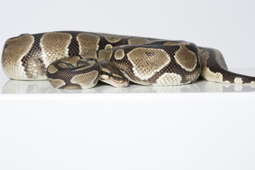 Königspython im Studio