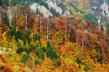 Forest autumn landscape