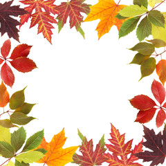 Fototapeta premium Frame of different leaves