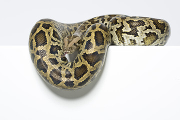 Tigerpython im Studio