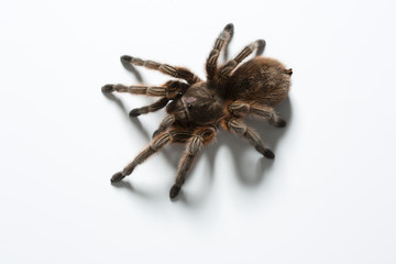 Vogelspinne