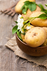 autumn harvest potatoes on wooden background (rustic style)