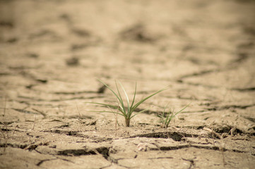 dry