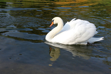 Obraz premium schwan