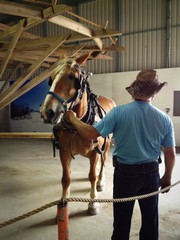 cheval © Pascal Huot