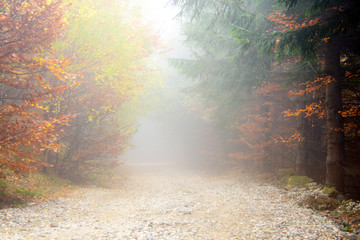 Mountain road in autumn colours