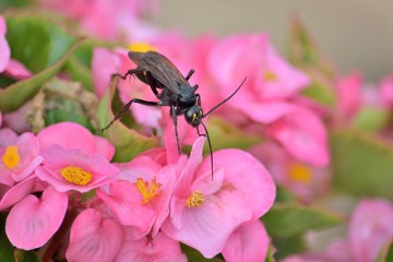 ピンクの花に留まる黒い蜂