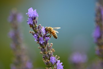 ラベンダーの蜜を吸うミツバチ