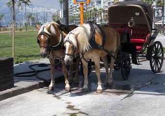 Naklejka na ściany i meble Black old fashioned cart and horses in Alsancak, Izmir.