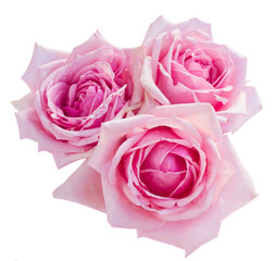three pink blooming roses