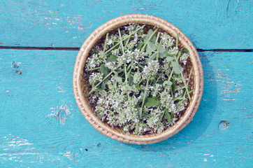 balm lemon-balm mint herbal plant leaves in in wooden plate