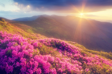 Rhododendron flowers in the mountains