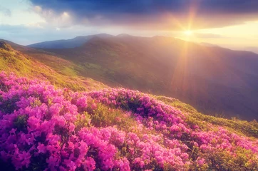 Foto op Canvas Rhododendron flowers in the mountains © Oleksandr Kotenko