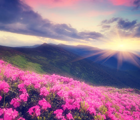 Fototapety  Kwiaty rododendronów w górach
