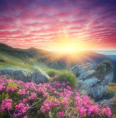 Naklejka na ściany i meble Dawn with flowers in the mountains