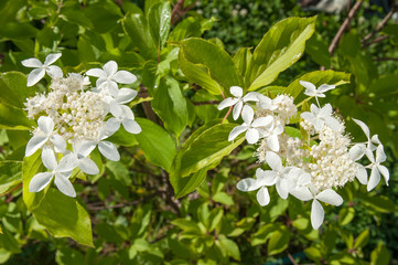 white hydrangea flowers on the plant