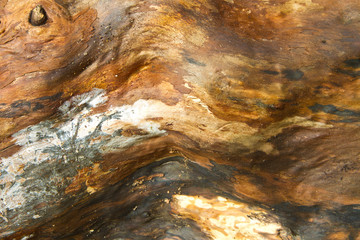Tree close up that can be used as background picture