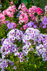 Obraz premium blooming phlox in the garden